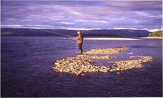 Fishing in Stabburselvas outlet, Photo Per Brännström