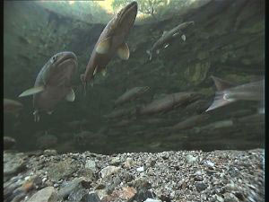 Fish in the Urvold river (filmed by Anders Lamberg for BBC)