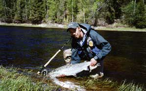 Mickael Lindstrom with salmon, which are subjected