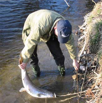 Christer Wickander with a fine spring trout from 2003 to about 10 kg which are subjected.