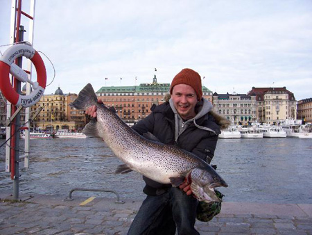 Stor havsöring, tagen i Stockholms ström vikt ca 9,5kg
