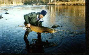 Mikael Lindström again exposes salmon weight about 13 kg.